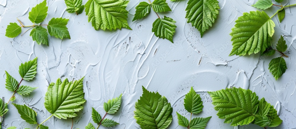 Poster elm smooth leaved european. smooth elm leaved light high quality texture. copy space image. place fo