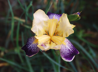 Wild orchid flower in natural habitat, showcasing vibrant colors and delicate floral structure