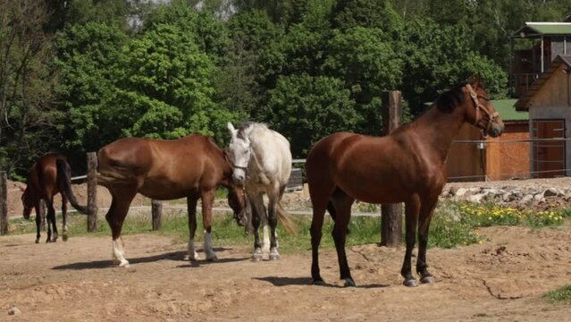 Horses graze in the meadow, brown mare standing in summer pasture, livestock on farmland.