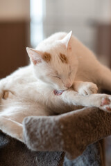 A white  cat washes himself while lying down. Cat cafe.