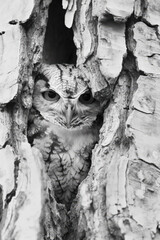 Owl hiding inside tree trunk looking out