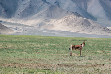 Tibetan wild donkey in a desert landscape, with mountains in the background