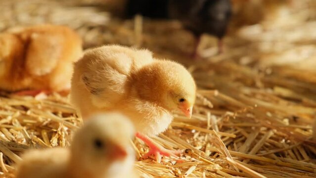 poultry fluffy baby day old chick farmhouse straw bedding brooding industrial meat production