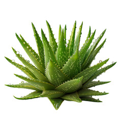 Fototapeta premium Aloe vera leaves with water droplets.