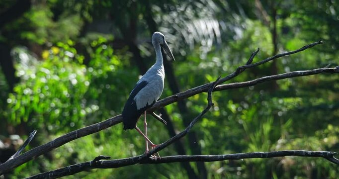 Slowly zooming out of an Asian Openbill Anastomus oscitans that is perching on the bare branches of a tree in a mangrove forest located in Thailand.