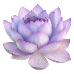Purple lotus flower, fully bloomed, isolated on white background.