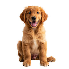 Golden retriever puppy sitting and smiling on white background.