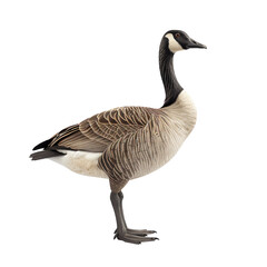 Canadian goose standing upright, isolated on white background.