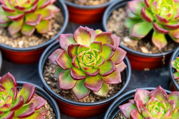 succulent plant on the flower pot on sale