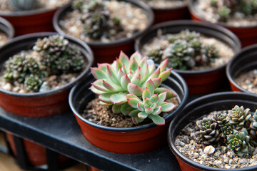 succulent plant on the flower pot on sale