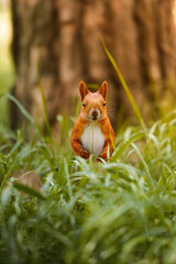 Cute and funny red squirrel looking towards the camera from the grass in the forest