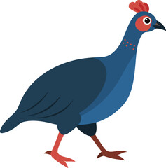 A Guineas is walking, white background