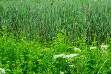 Phragmites australis, known as common reed, is broadly distributed wetland grass.