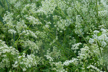 Close up of Aegopodium podagraria , escaping the Ordinary or ground-elder.