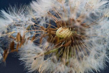 Closed up view dandelion blowball with bokeh background