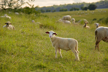 A lamb in the pasture. A flock of sheep are grazing on a hill covered in lush green grass.