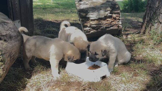 Sivas Kangal dog puppies eating food. Cute puppies in the garden. 4k video 