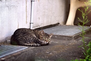 Stray cat sunbathing at the backyard. Horizontal image.