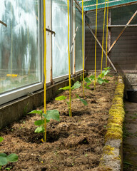 young cucumber seedlings planted in a greenhouse