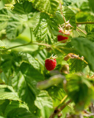 red ripe raspberry with green leaves