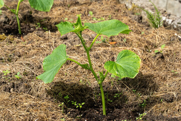 a young cucumber seedling planted in a greenhouse