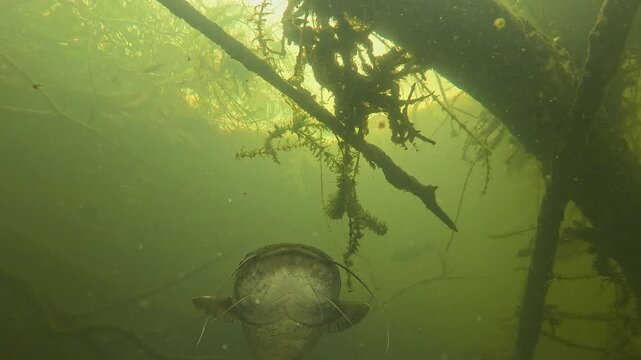 Low-angle view of a giant catfish (Silurus glanis) with detailed focus on its barbels. Check my portfolio for similar footage.
