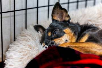 Obraz premium ベッドで寝る小型犬