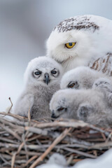 Naklejka premium Snowy owl mother protecting its owlets in the nest
