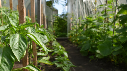 Bell pepper bush seedlings growing in the open ground on a garden bed in a greenhouse. Lush green pepper plants. The concept of sustainable agricultural practices, harvesting, gardening