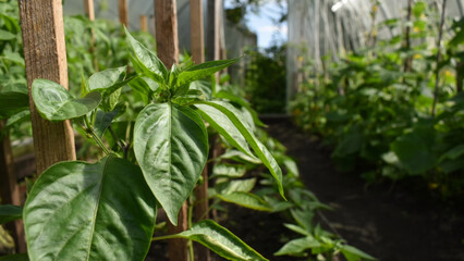 Bell pepper bush seedlings growing in the open ground on a garden bed in a greenhouse. Lush green pepper plants. The concept of sustainable agricultural practices, harvesting, gardening