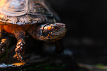 甲羅干し中のキボシイシガメ
