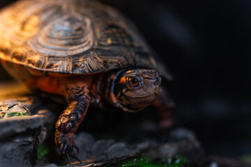 甲羅干し中のキボシイシガメ