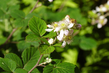 Flowering Thornless Blackberry (Rubus Hybrid). Family Rosaceae. Summer, June, Dutch garden