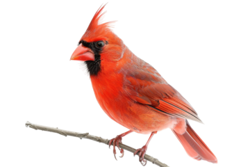 Beautiful cardinal bird in spring garden isolated on transparent background