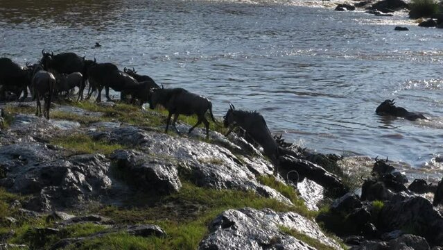 Breathtaking wildebeest migration captured on the mara river.
