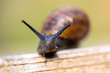A garden snail crawls on a wooden surface in a macro shot, showcasing its intricate features up close