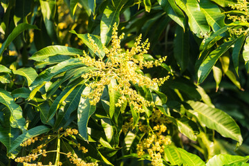 The mango bouquet or mango flower is blooming full on the mango trees in the garden