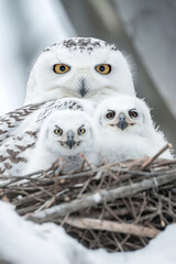 Obraz premium Mother snowy owl protecting chicks in nest