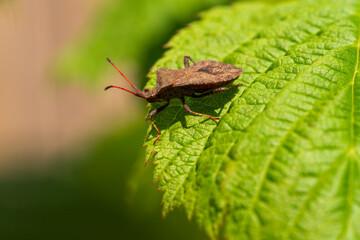 Stink bug at green leave with soft bokeh background