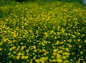 yellow flowers background