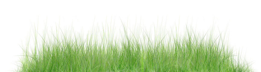 Obraz premium Green grass, natural outdoors. Grass texture