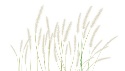 The green grass, the white grass flowers, is separated on a white background. grass isolated on white 