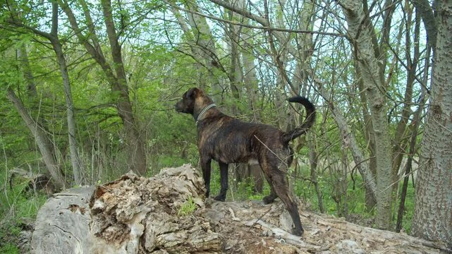 A bullterrier type dog is standink on a huge log, the camera is sliding slowly.
