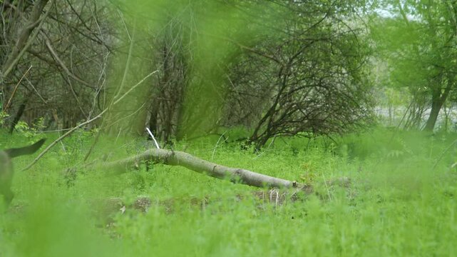 A bullterrier type dog is jumping over a log in the forest.