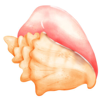 recommend clip art: Conch sea shell isolated in watercolor, pastel color, hand draw