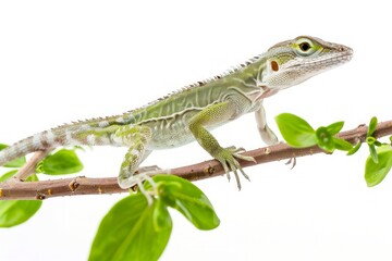 Naklejka premium Anolis carolinensis green anole lizard side view sitting on a branch of a green plant with white background. Green theme reptile pet and Florida native species