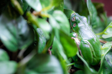 A green tree frog blending with lush leaves, showing its natural camouflage with closeup view in the wild environment