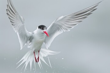 Obraz premium Antarctic tern comes in for a landing