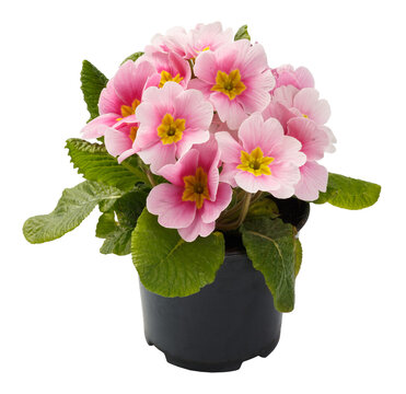 Spring time blossom of pink primroses flowers in pot, front view close up isolated