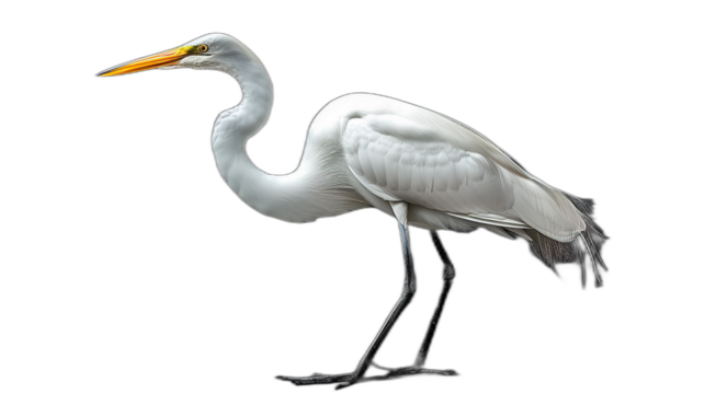 A single great egret bird stands . It has its head turned to the left, with its long beak pointed forward. The birds feathers are white, and its legs are long and black on a transparent background
